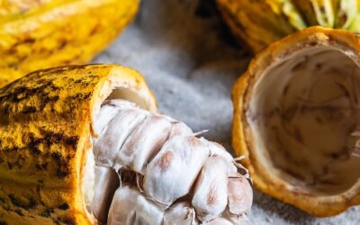 Manteca de cacao: el secreto ancestral para una piel más firme y nutrida